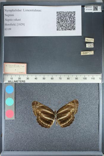 Media type: image;   Entomology 162895